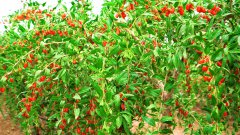 种植基地5